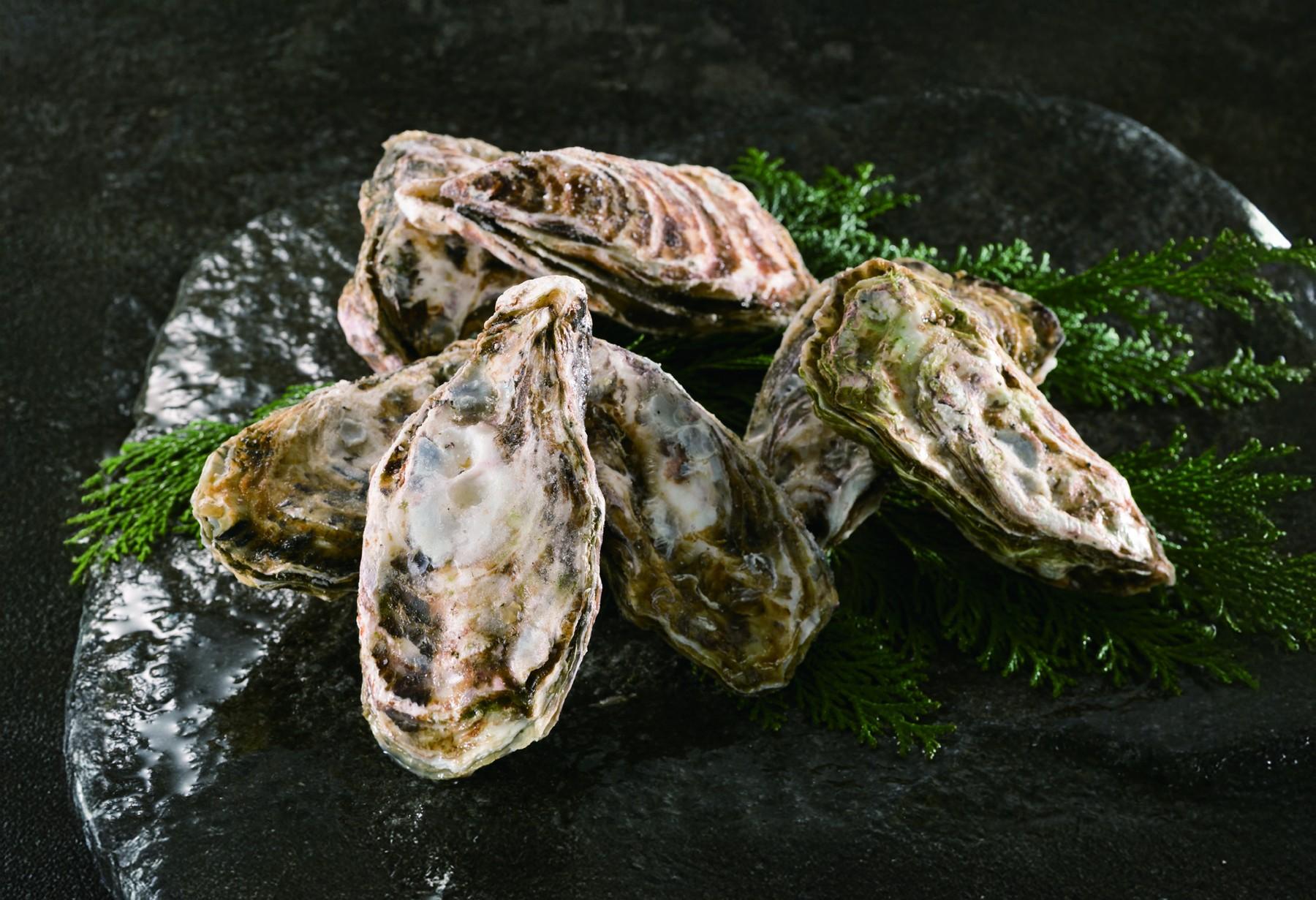 Three Kitae Oysters in the shell