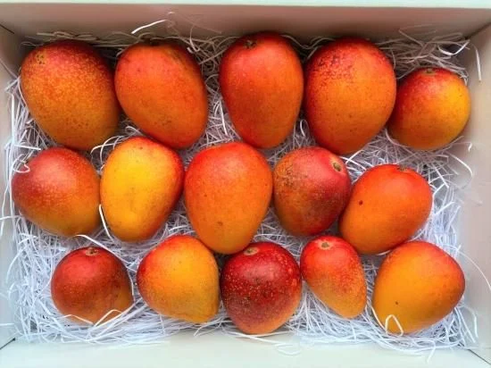 Hakugin no Taiyo Mini Mangoes — 1 kg — Product photo 4