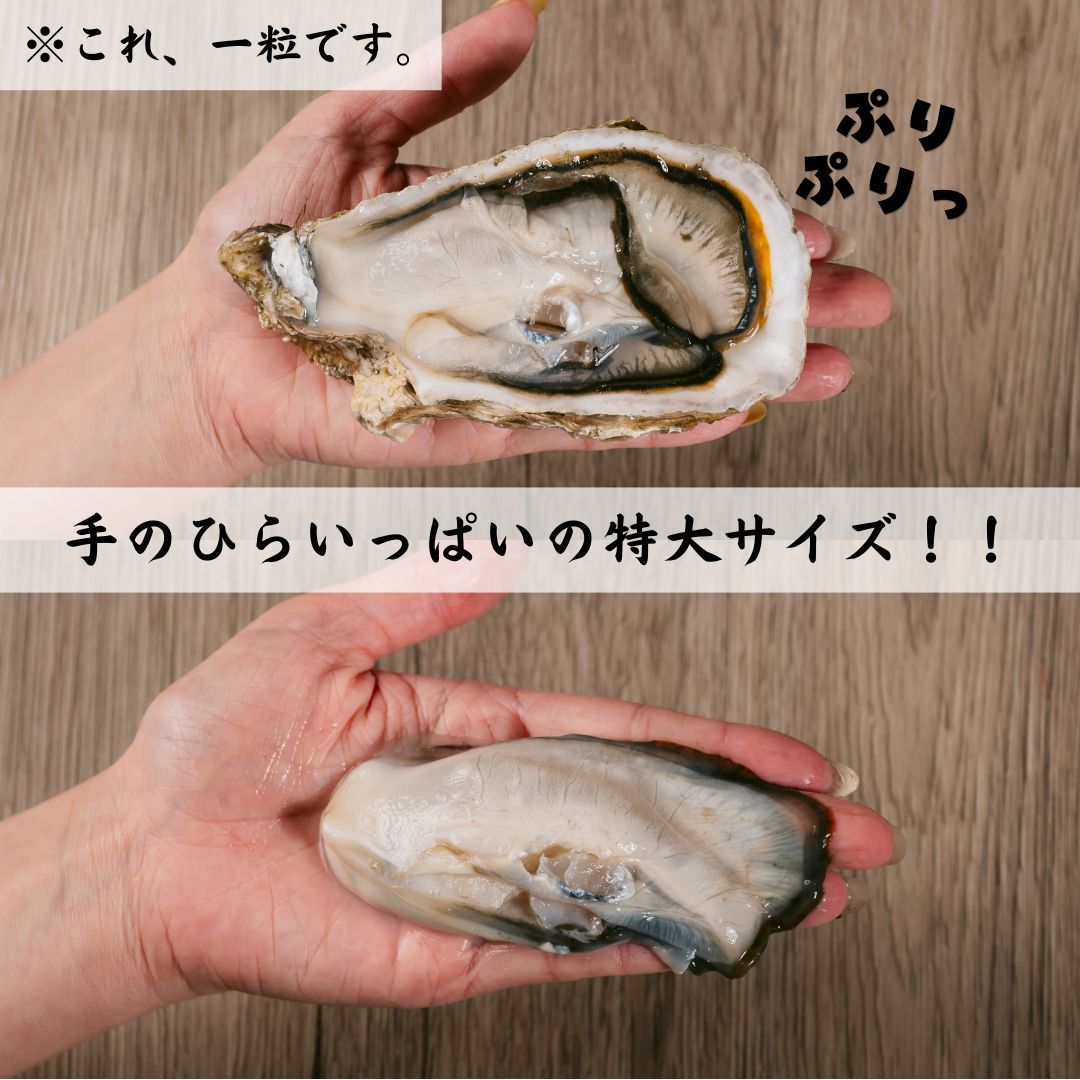 Hokkaido Shell-On Oysters for Cooking — Product photo 2